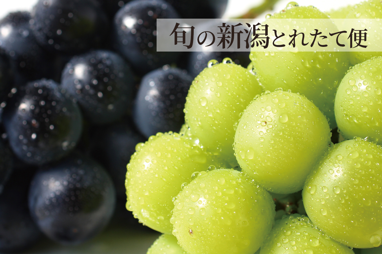 ぶどうタイトル