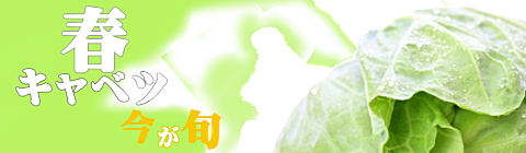 春キャベツ