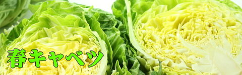 春キャベツ
